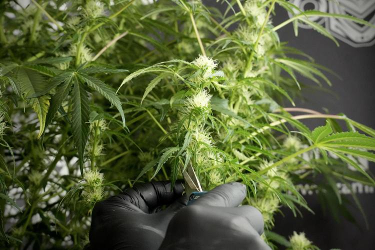 Lemon Cherry Gelato YumYum. Week 10 - Lemon Cherry Gelato before defoliation 