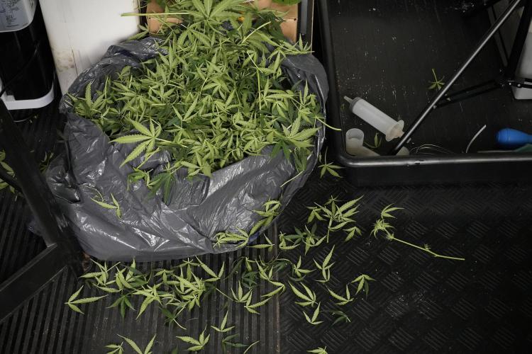 Lemon Cherry Gelato YumYum. Week 10 - Lemon Cherry Gelato  defoliation
