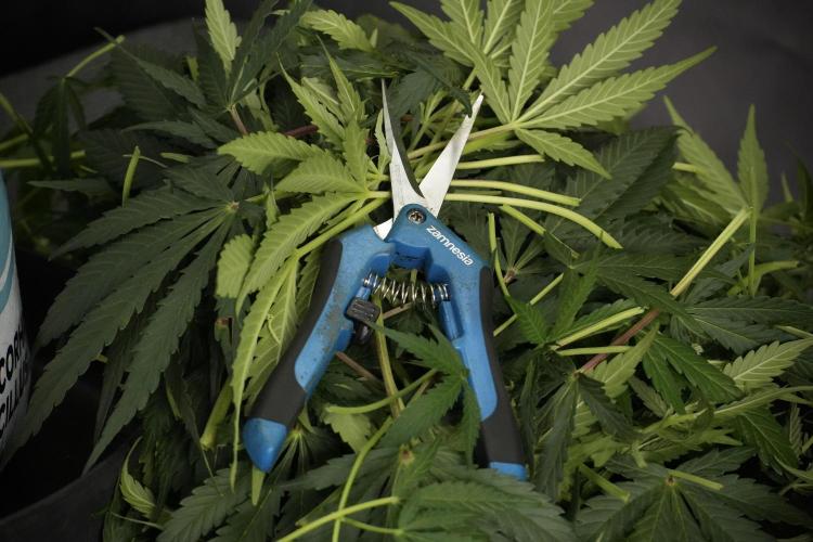 Lemon Cherry Gelato YumYum. Week 10 - Lemon Cherry Gelato  defoliation