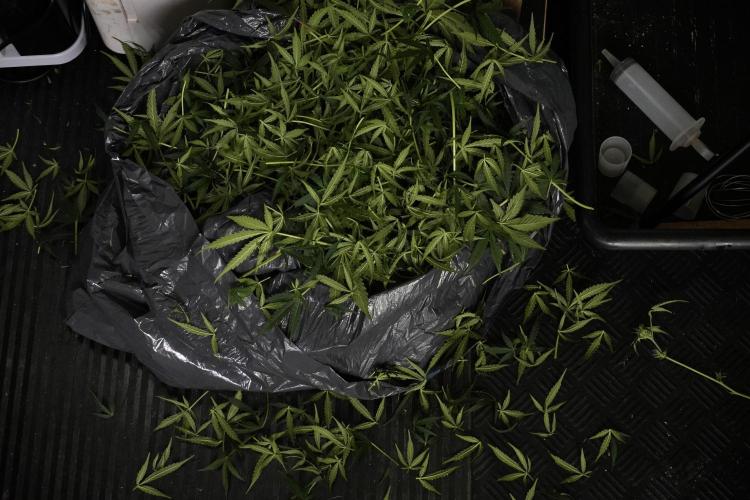 Lemon Cherry Gelato YumYum. Week 10 - Lemon Cherry Gelato  defoliation Done