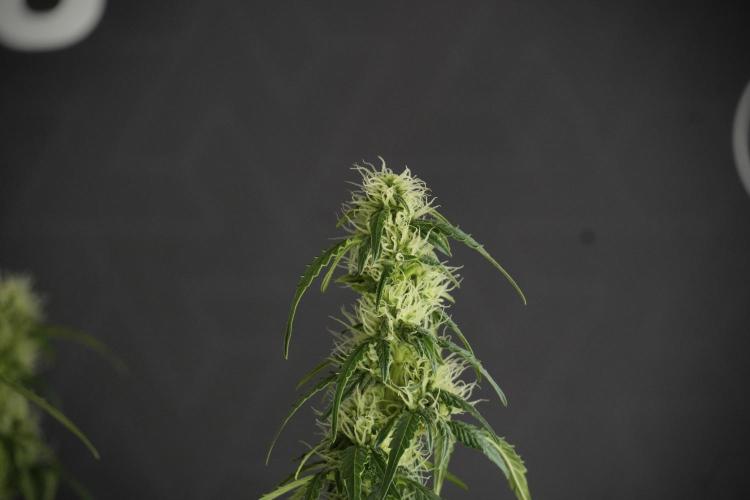 Lemon Cherry Gelato YumYum. Week 10 - Lemon Cherry Gelato  defoliation Done