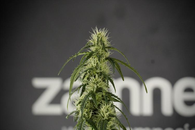 Lemon Cherry Gelato YumYum. Week 10 - Lemon Cherry Gelato  defoliation Done