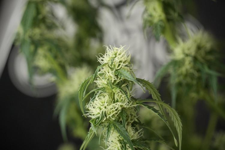 Lemon Cherry Gelato YumYum. Week 10 - Lemon Cherry Gelato  defoliation Done