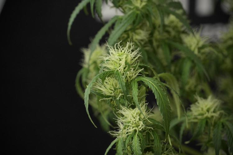 Lemon Cherry Gelato YumYum. Week 10 - Lemon Cherry Gelato  defoliation Done