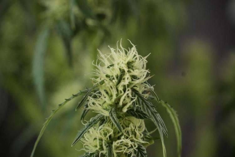 Lemon Cherry Gelato YumYum. Week 10 - Lemon Cherry Gelato  defoliation Done