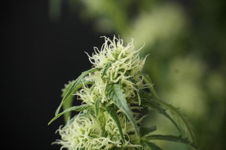 Lemon Cherry Gelato YumYum. Week 10 - Lemon Cherry Gelato  defoliation Done