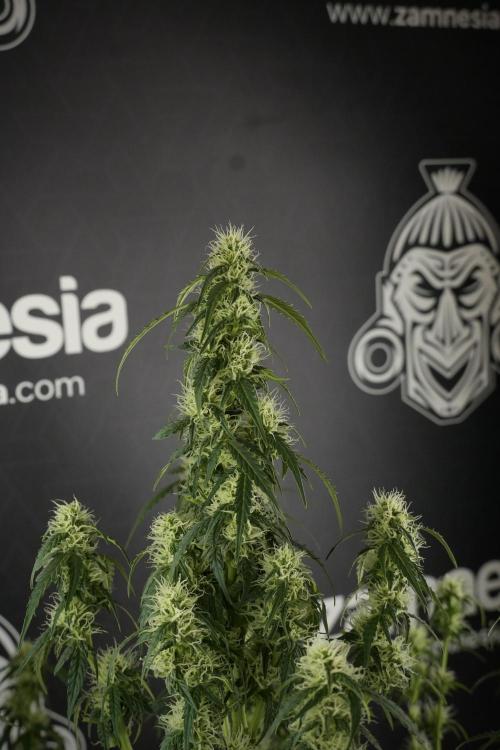 Lemon Cherry Gelato YumYum. Week 10 - Lemon Cherry Gelato  defoliation Done