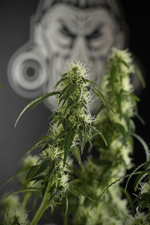 Lemon Cherry Gelato YumYum. Week 10 - Lemon Cherry Gelato  defoliation Done