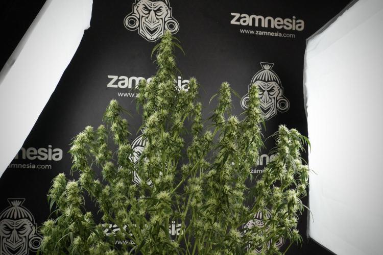 Lemon Cherry Gelato YumYum. Week 10 - Lemon Cherry Gelato  defoliation Done