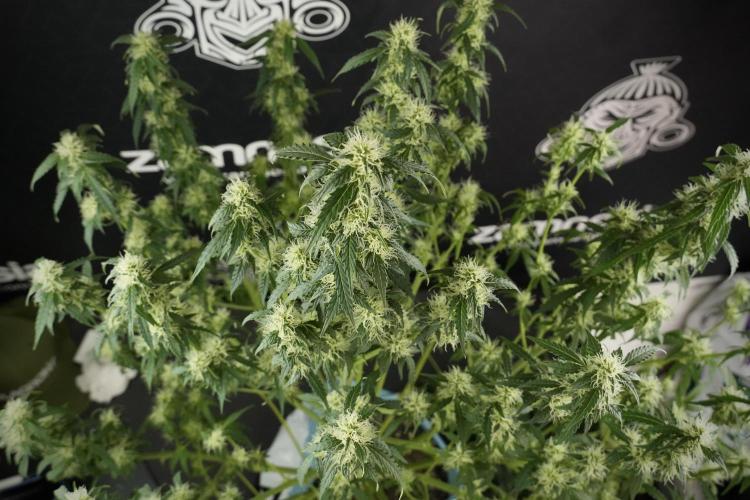Lemon Cherry Gelato YumYum. Week 10 - Lemon Cherry Gelato  defoliation Done
