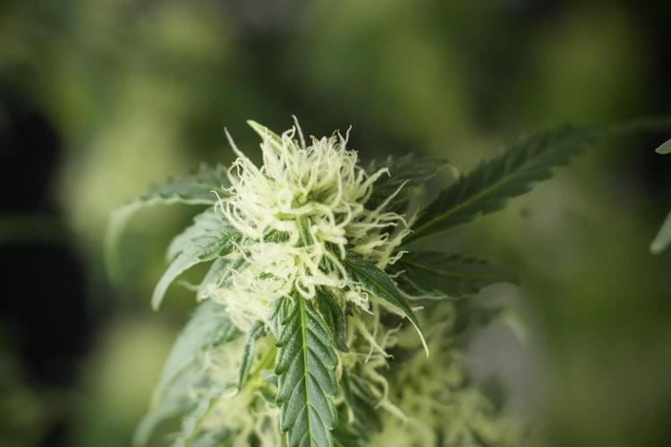 Lemon Cherry Gelato YumYum. Week 10 - Lemon Cherry Gelato  defoliation Done