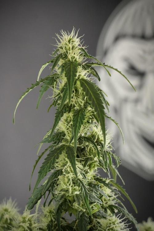 Lemon Cherry Gelato YumYum. Week 10 - Lemon Cherry Gelato  defoliation Done