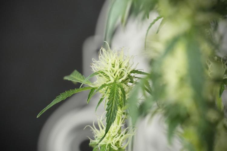 Lemon Cherry Gelato YumYum. Week 10 - Lemon Cherry Gelato  defoliation Done