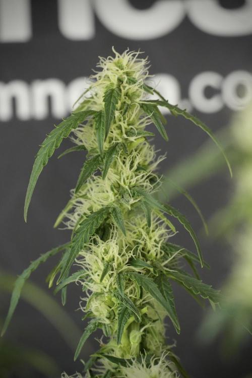 Lemon Cherry Gelato YumYum. Week 10 - Lemon Cherry Gelato  defoliation Done