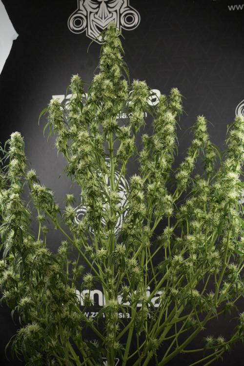 Lemon Cherry Gelato YumYum. Week 10 - Lemon Cherry Gelato defoliation done
