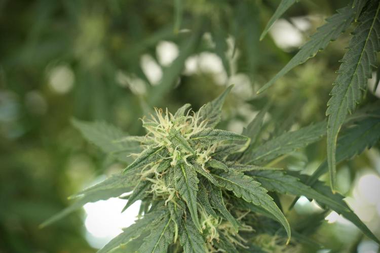 Lemon Cherry Gelato YumYum. Week 10 - Lemon Cherry Gelato 12-12 from seed