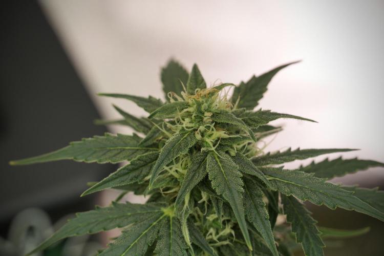 Lemon Cherry Gelato YumYum. Week 10 - Lemon Cherry Gelato 12-12 from seed