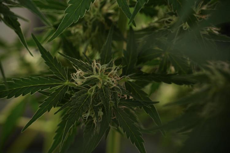 Lemon Cherry Gelato YumYum. Week 10 - Lemon Cherry Gelato 12-12 from seed
