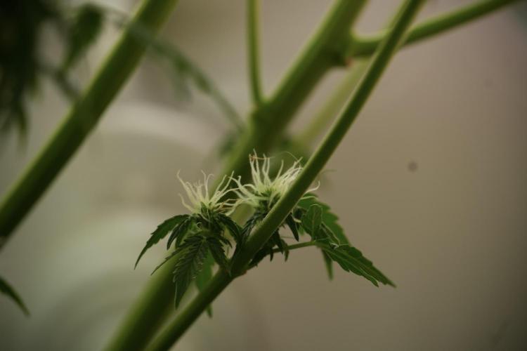 Lemon Cherry Gelato YumYum. Week 10 - Lemon Cherry Gelato 12-12 from seed