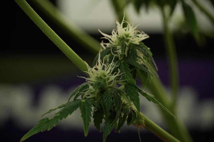 Lemon Cherry Gelato YumYum. Week 10 - Lemon Cherry Gelato 12-12 from seed
