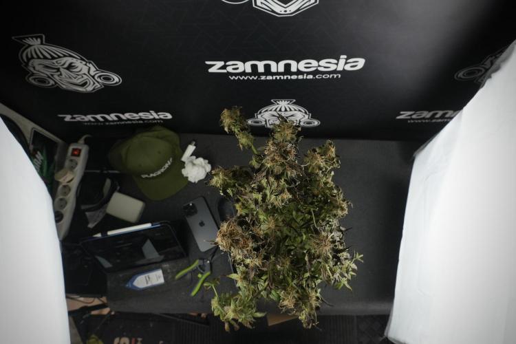 Cosmic Noodles a Zamnesia Dish. Week 10 - Cosmic Noodles Over watered Plant 