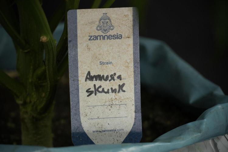 Amnesia Skunk The Zamnesia Way. Week 10 - Amnesia Skunk 12/12 From seed 