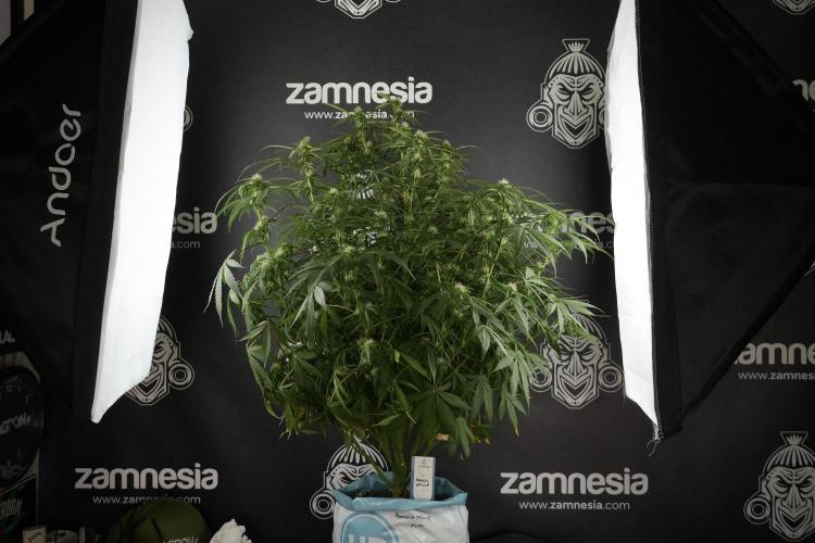 Amnesia Skunk The Zamnesia Way. Week 10 - Amnesia Skunk 12/12 From seed 