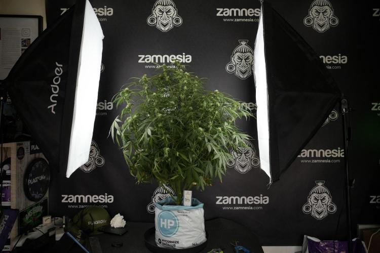 Amnesia Skunk The Zamnesia Way. Week 10 - Amnesia Skunk 12/12 From seed 