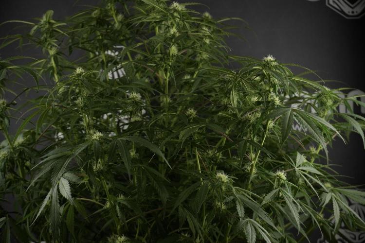 Amnesia Skunk The Zamnesia Way. Week 10 - Amnesia Skunk 12/12 From seed 