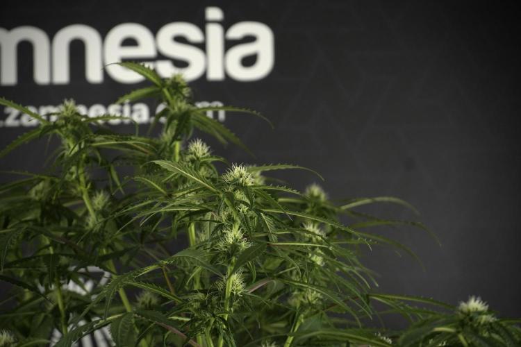 Amnesia Skunk The Zamnesia Way. Week 10 - Amnesia Skunk 12/12 From seed 