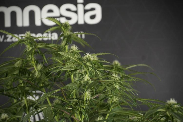 Amnesia Skunk The Zamnesia Way. Week 10 - Amnesia Skunk 12/12 From seed 