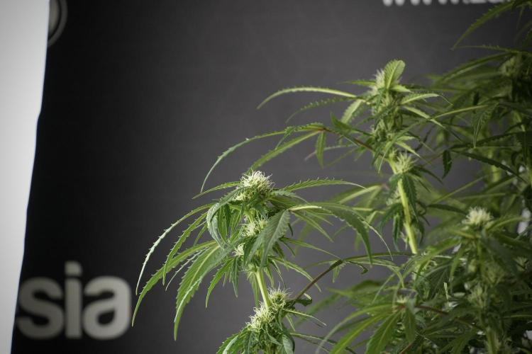 Amnesia Skunk The Zamnesia Way. Week 10 - Amnesia Skunk 12/12 From seed 