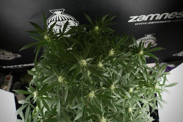 Amnesia Skunk The Zamnesia Way. Week 10 - Amnesia Skunk 12/12 From seed 