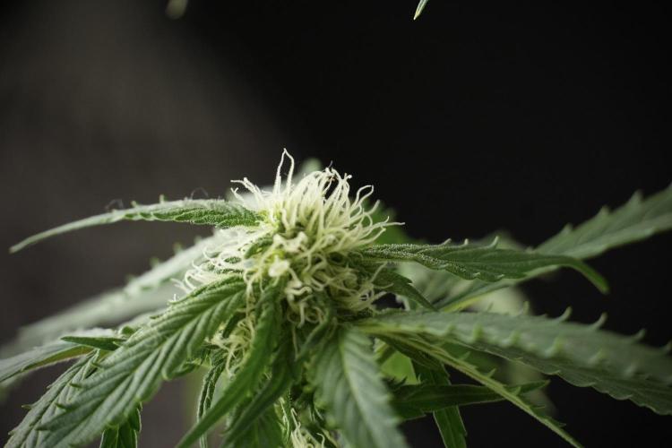 Amnesia Skunk The Zamnesia Way. Week 10 - Amnesia Skunk 12/12 From seed 