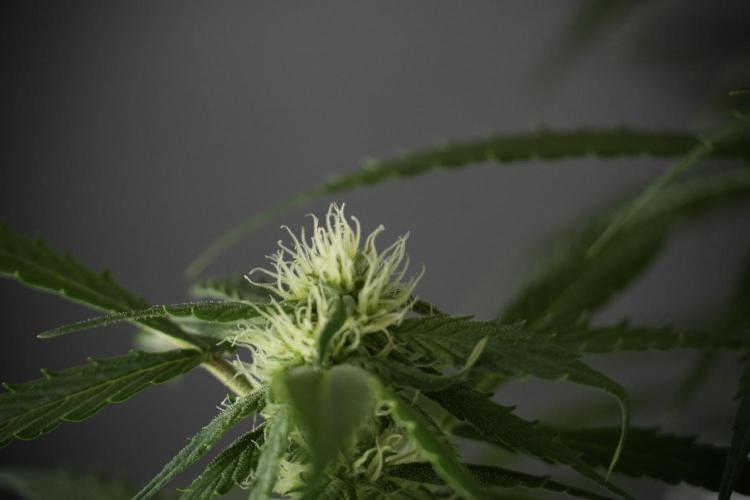 Amnesia Skunk The Zamnesia Way. Week 10 - Amnesia Skunk 12/12 From seed 