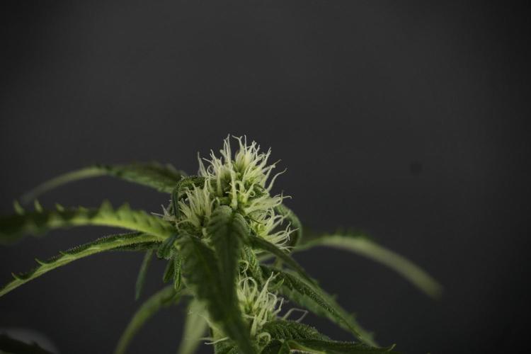 Amnesia Skunk The Zamnesia Way. Week 10 - Amnesia Skunk 12/12 From seed 