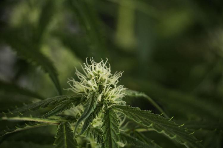 Amnesia Skunk The Zamnesia Way. Week 10 - Amnesia Skunk 12/12 From seed 