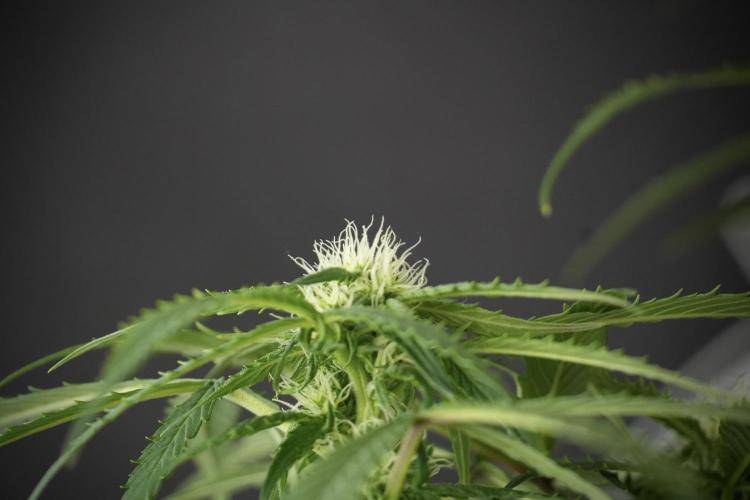 Amnesia Skunk The Zamnesia Way. Week 10 - Amnesia Skunk 12/12 From seed 