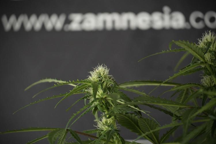 Amnesia Skunk The Zamnesia Way. Week 10 - Amnesia Skunk 12/12 From seed 