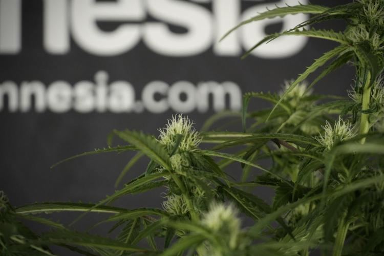 Amnesia Skunk The Zamnesia Way. Week 10 - Amnesia Skunk 12/12 From seed 
