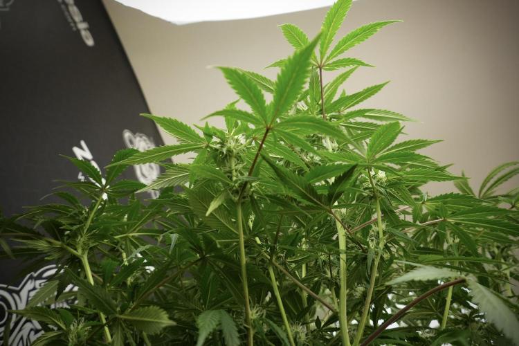 Amnesia Skunk The Zamnesia Way. Week 10 - Amnesia Skunk 12/12 From seed 