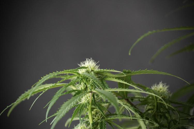 Amnesia Skunk The Zamnesia Way. Week 10 - Amnesia Skunk 12/12 From seed 