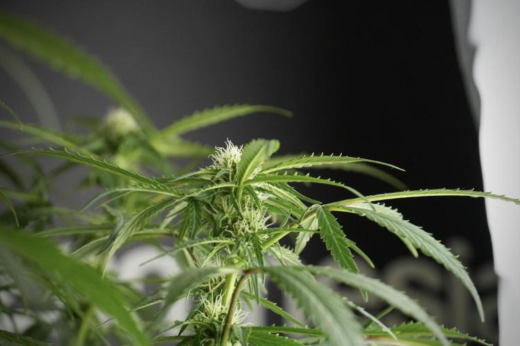 Amnesia Skunk The Zamnesia Way. Week 10 - Amnesia Skunk 12/12 From seed 