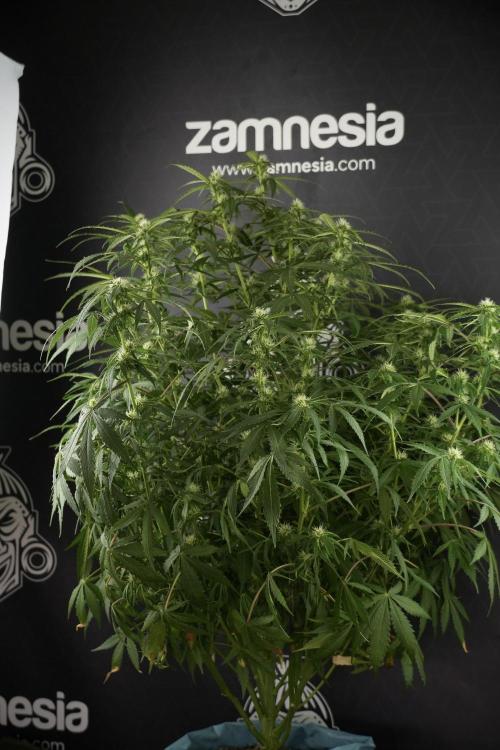 Amnesia Skunk The Zamnesia Way. Week 10 - Amnesia Skunk 12/12 From seed 
