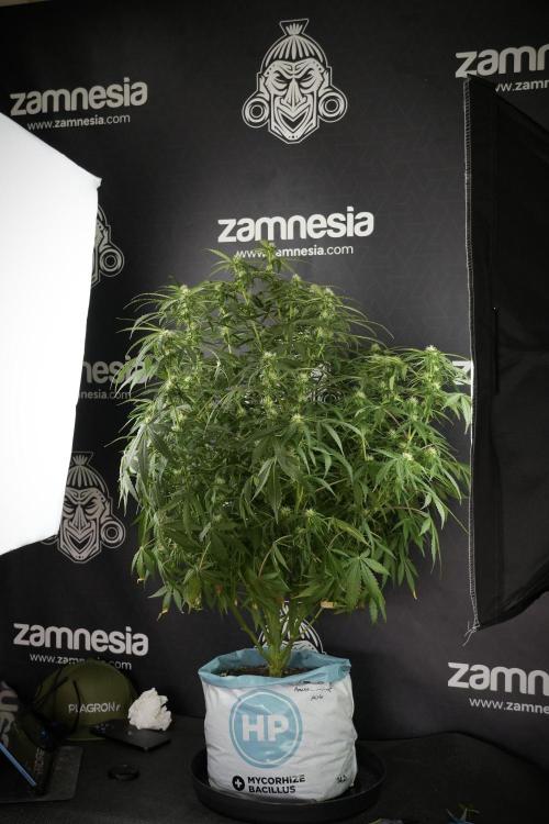 Amnesia Skunk The Zamnesia Way. Week 10 - Amnesia Skunk 12/12 From seed 