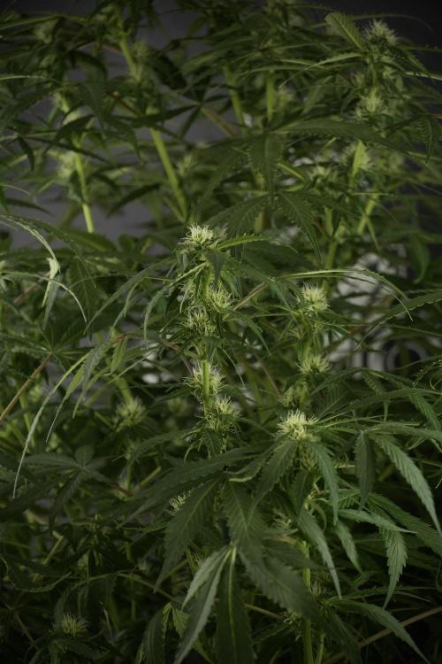 Amnesia Skunk The Zamnesia Way. Week 10 - Amnesia Skunk 12/12 From seed 