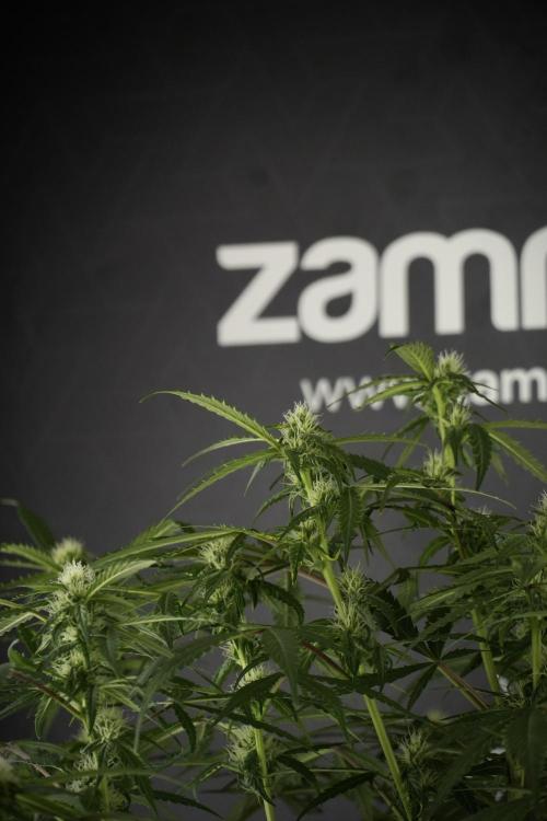 Amnesia Skunk The Zamnesia Way. Week 10 - Amnesia Skunk 12/12 From seed 