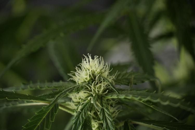 Amnesia Skunk The Zamnesia Way. Week 10 - Amnesia Skunk 12/12 From seed 