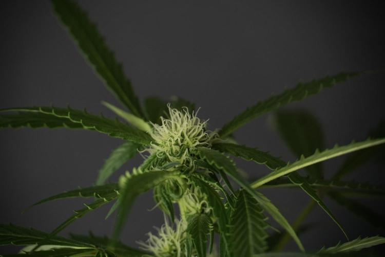 Amnesia Skunk The Zamnesia Way. Week 10 - Amnesia Skunk 12/12 From seed 