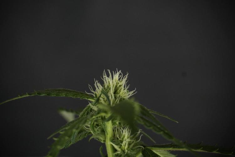 Amnesia Skunk The Zamnesia Way. Week 10 - Amnesia Skunk 12/12 From seed 